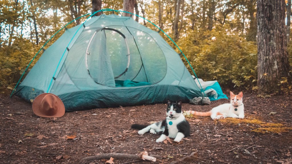 A Guide to Camping With Cats | Shalee Wanders Travel Blog