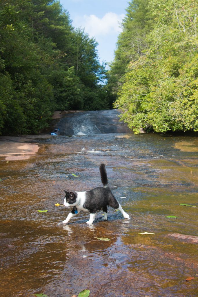 Camping with Cats: River Crossing