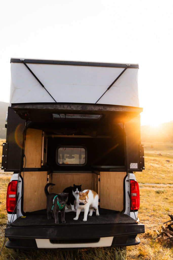 traveling with cats