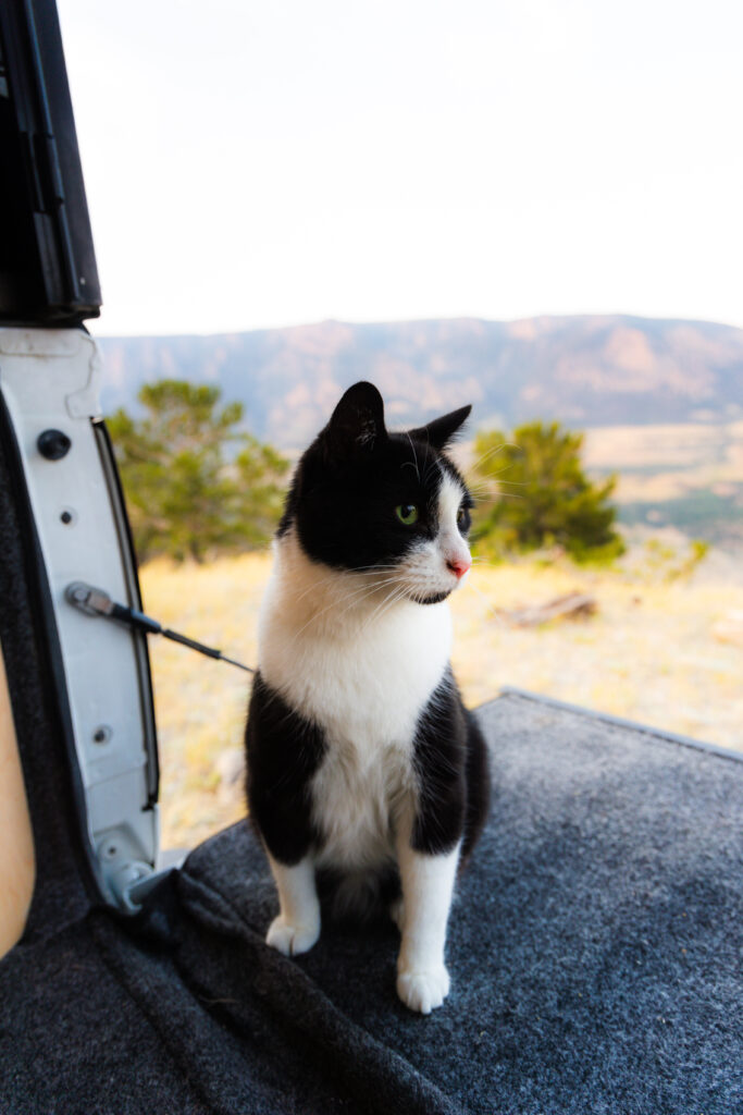 traveling with cats 