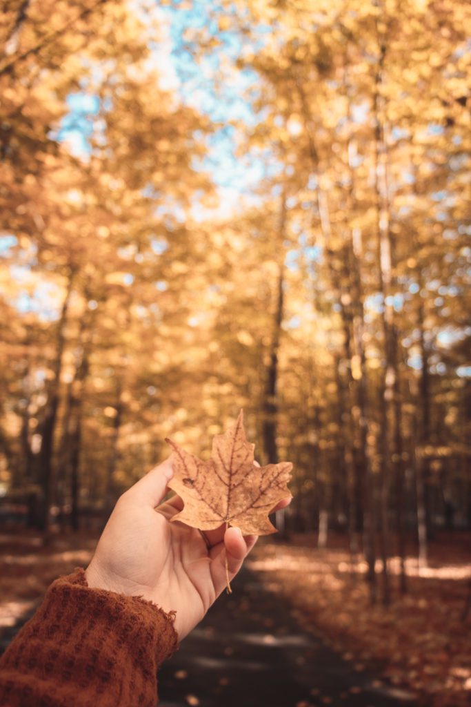 Michigan fall colors