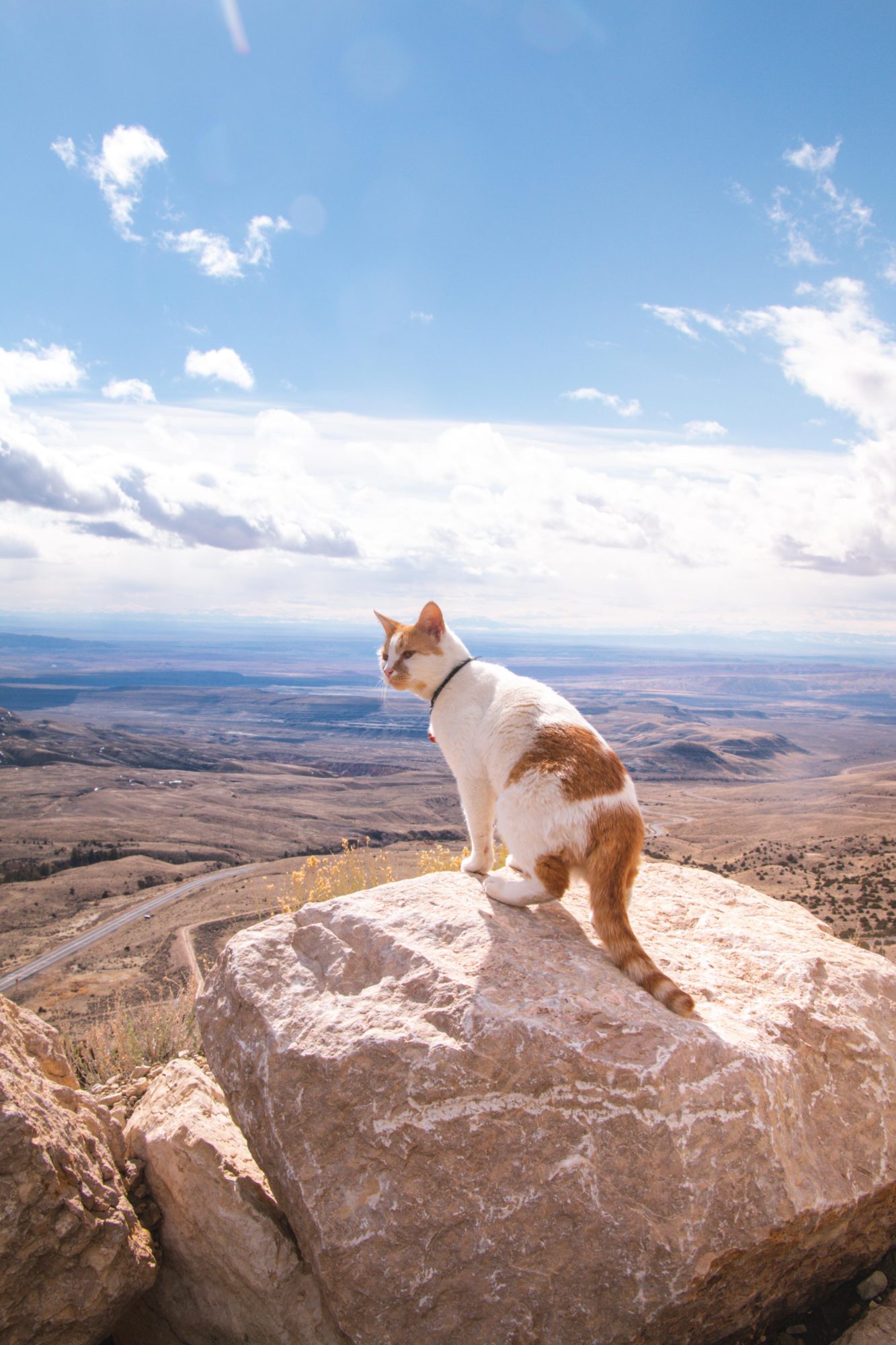 A Complete Guide to Traveling with Cats - Shalee Wanders