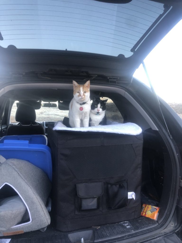 traveling with cats 