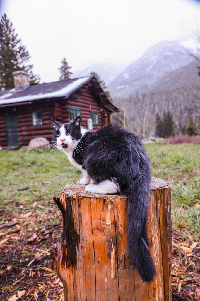  rent a forest service cabin