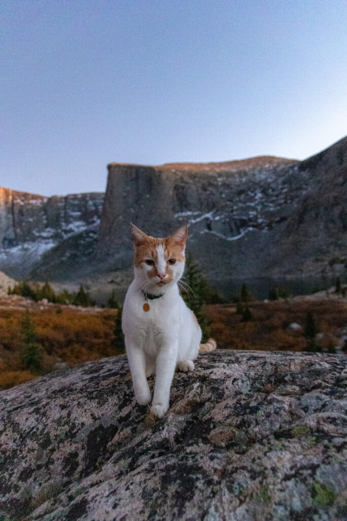 traveling with cats 