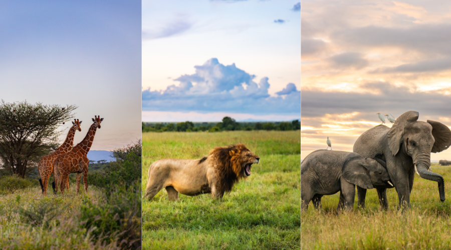 The Best 10-Day Kenya Safari Itinerary