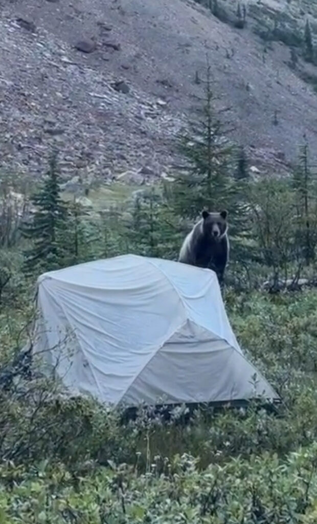 surviving a Grizzly Bear