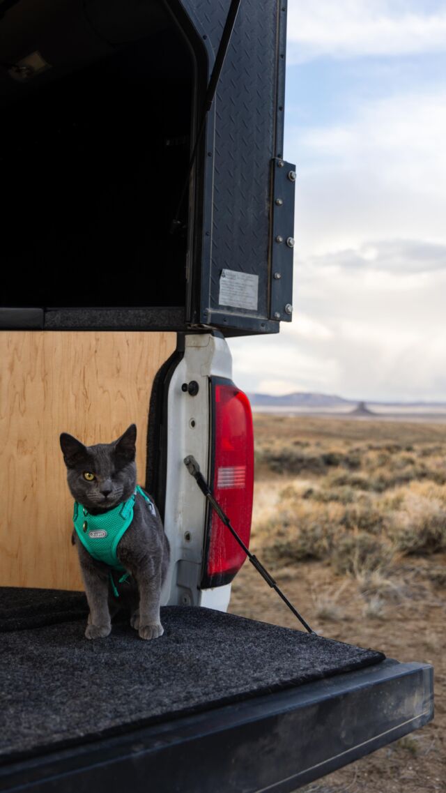 That’s one way to start a fire 

#camping #hikingcat #cutecats #vanlife #adventurecats