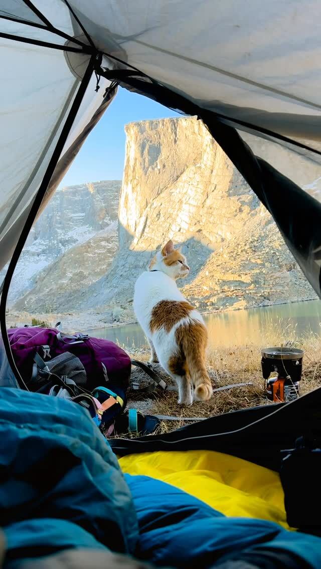 Maverick’s camping agenda:

1. Fishin’ 
2. Dirt rollies 
3. Pop both sleeping pads 🫠

#adventurecats #hikingcats #camping #vanlife #backpacking