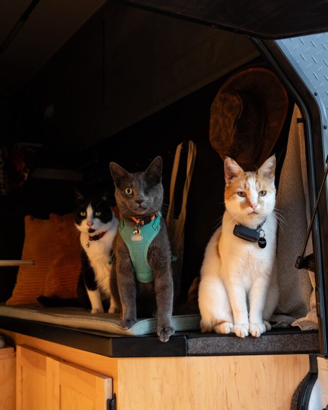 I wish you could all see the way i *sprinted* to grab my camera after these three decided to pose for the perfect picture together. Forget all my other photos - them sitting still in a single frame together at golden hour is my rarest achievement 🤣

For those with animals - do you call them by their real name? Or do you have a slough of nicknames they go by? Ours are: 

Maverick
•mavis
•mavis beacon
•mavs
•mavy gravy 

Apsen
•peep 
•p 
•pee pee
•peepers deepers 

Tortilla
•torts 
•dortch 
•dortchen ball 

#adventurecats #hikingcat #puremichigan #upperpeninsula #fourwheelcampers #camping #vanlife #cats_of_instagram